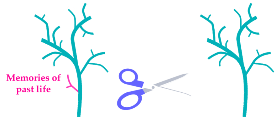 Synaptic pruning.svg