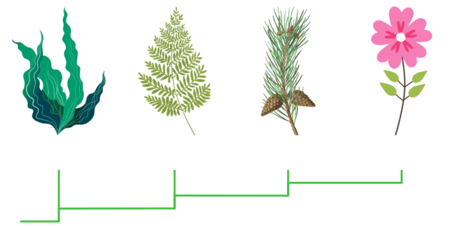 Plant evolution.svg