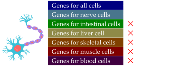 Cell differentiation.svg